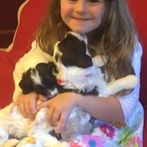 6.12.16 MOLLY LORI BALL’S GRANDAUGHTER WITH CALLIE PUPPIES @ 4 WEEKS OLD (2)