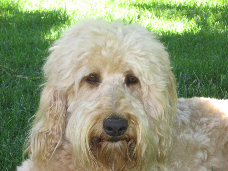 Australian Labradoodle Puppies for Sale Spokane, WA - Solid & Parti ...