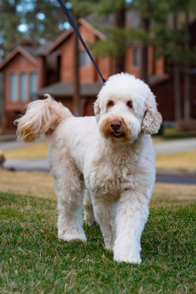 what is the difference between an american labradoodle and an australian labradoodle