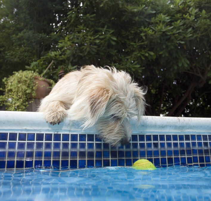 5 Ways To Keep Your Dog Safe By The Pool Blue Star Labradoodles