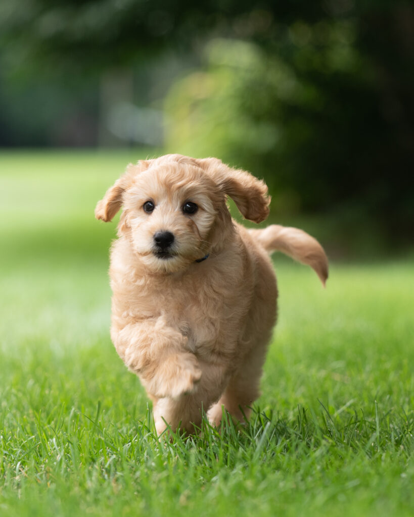 BLUE RIBBON BOY 10 WEEKS 8.7.23 RUNNING