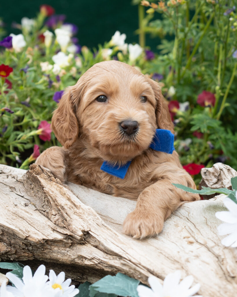 4 week old Australian Labradoodle puppy