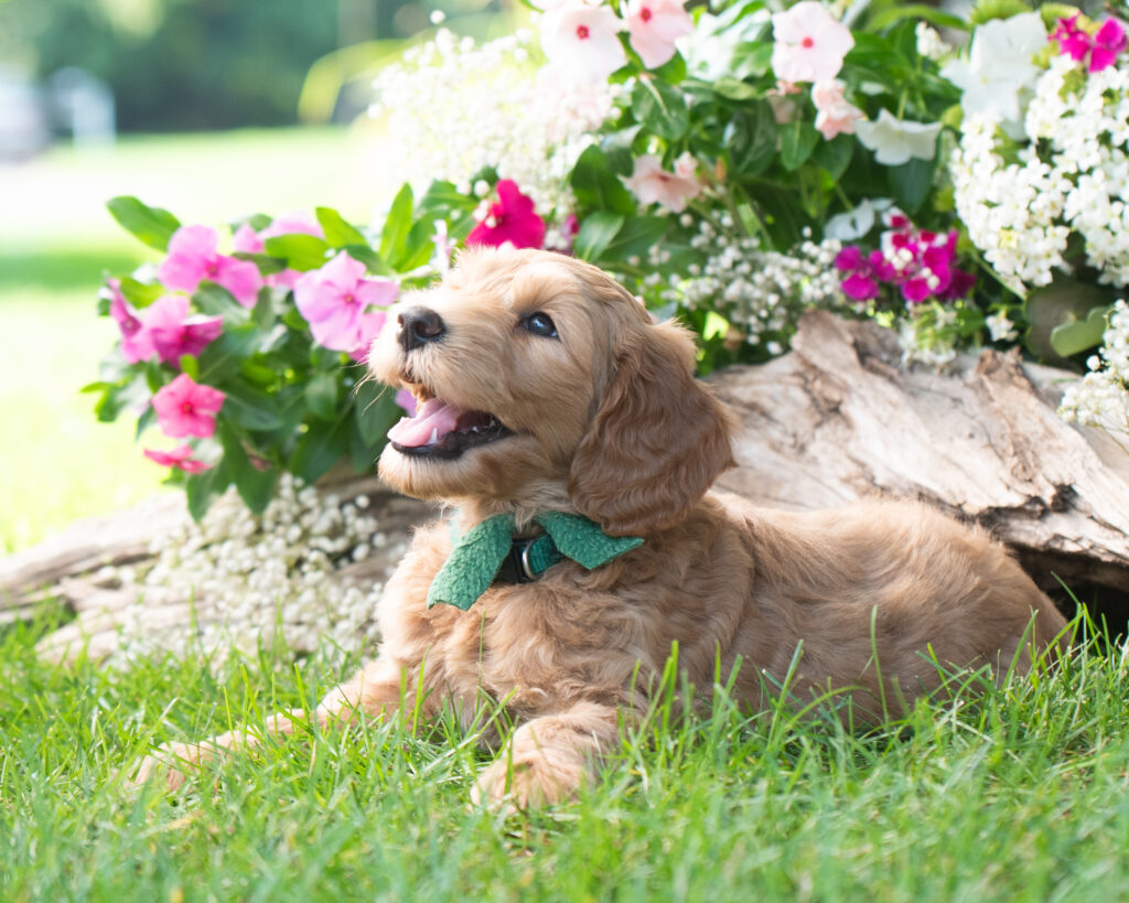 puppy Multi-Generation Australian Labradoodle