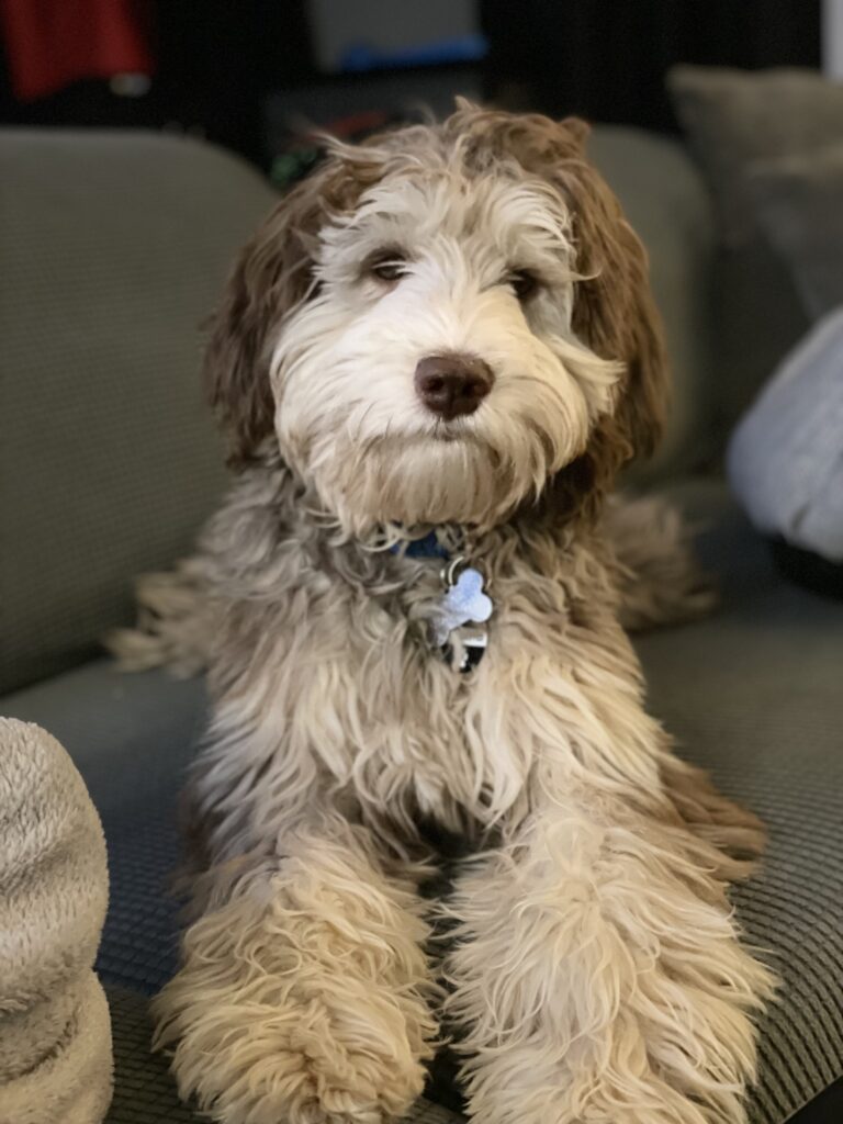 Gray and White Multi-Generation Australian Labradoodle 