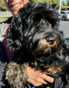 Australian Labradoodle Niko